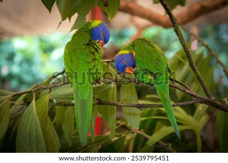 Similar – Image, Stock Photo Two Small Green Bird Sitting Together On Branch