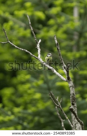 Similar – Image, Stock Photo Curious blue tit on a tree trunk