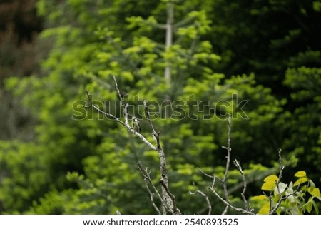 Similar – Image, Stock Photo Curious blue tit on a tree trunk