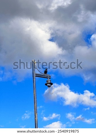 Similar – Foto Bild Aufgeplusterte Amsel im Sonnenschein