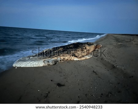 Similar – Foto Bild Ein Wal liegt auf dem Rasen