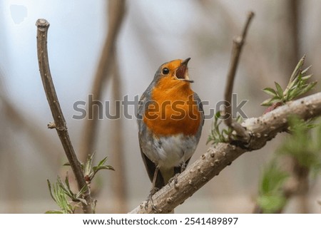 Similar – Image, Stock Photo A robin is on the lookout for a suitable house on a wooden roof. Well, or for another robin.