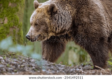 Similar – Foto Bild Grizzlybär auf dem Weg durch den Wald