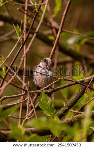 Similar – Image, Stock Photo Long-tailed Tit in shrubbery