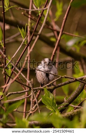 Similar – Image, Stock Photo Long-tailed Tit in shrubbery