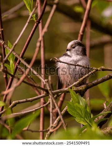 Similar – Image, Stock Photo Long-tailed Tit in shrubbery