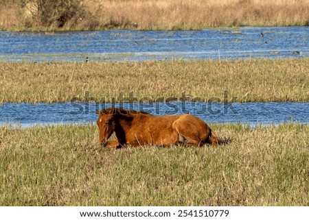 Similar – Image, Stock Photo Brown horse resting in stable