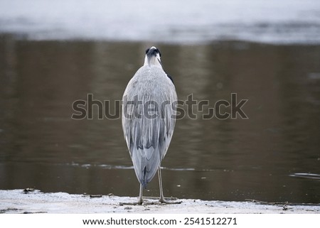 Image, Stock Photo grey heron birdwatching