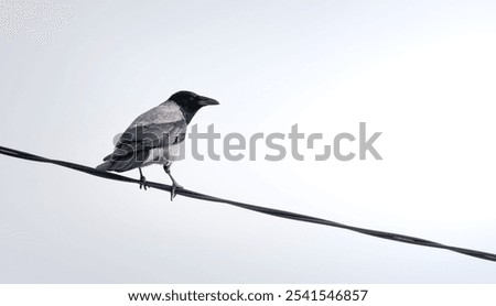 Similar – Image, Stock Photo A crow sits high up on one of two crossing wire ropes