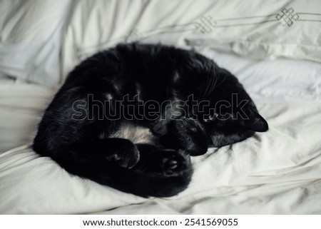 Similar – Image, Stock Photo Softly bedded, the curl snuggled into the leaf and enjoyed the last light of the day