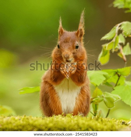 Similar – Foto Bild Schnüffelndes Eichhörnchen im Baum