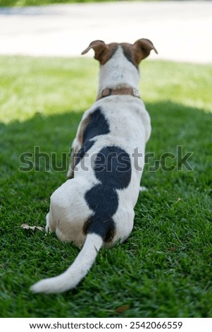 Image, Stock Photo Calm spotted dog sitting and looking up