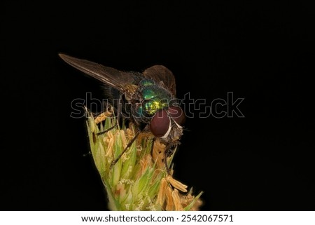 Similar – Image, Stock Photo A greenbottle fly, Lucilia sericata, is a blow fly with brilliant, metallic, blue green color. Close-up of tiny diptera, macro photography of flies.