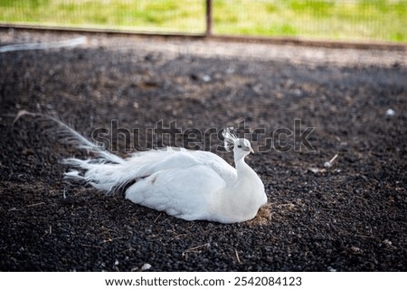 Similar – Image, Stock Photo Peacock sitting outside on a wall