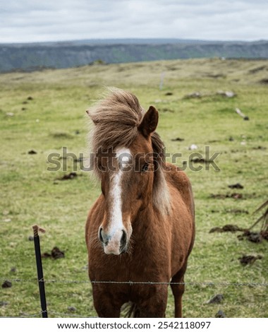 Similar – Image, Stock Photo Brown horse resting in stable