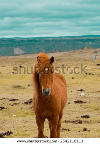 Similar – Image, Stock Photo Brown horse resting in stable