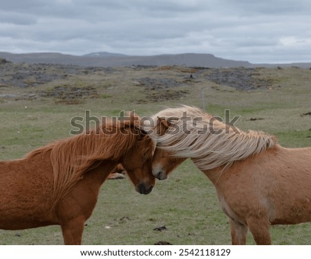 Similar – Image, Stock Photo Brown horse resting in stable