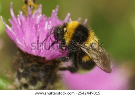 Similar – Image, Stock Photo A bumblebee sits on a flower that is standing in a colourful flower meadow