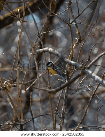 Similar – Foto Bild Kohlmeise auf blattlosem Weigela florida-Zweig in kaltem Wintertag