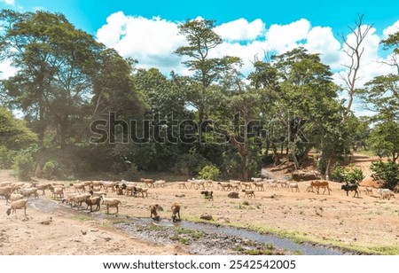 Similar – Foto Bild Kleiner Fluss mit Bäumen in Wiese und Feld. Farbenfrohe neblige Morgendämmerung