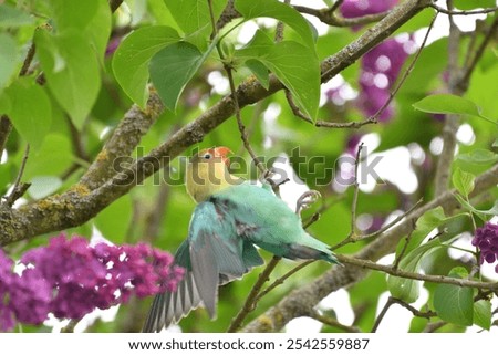 Similar – Image, Stock Photo Beautiful lovebird on a branch