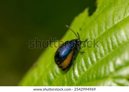 Image, Stock Photo alder beetle Beetle Insect