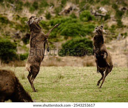 Similar – Image, Stock Photo GLENCOE 2 Nature Landscape