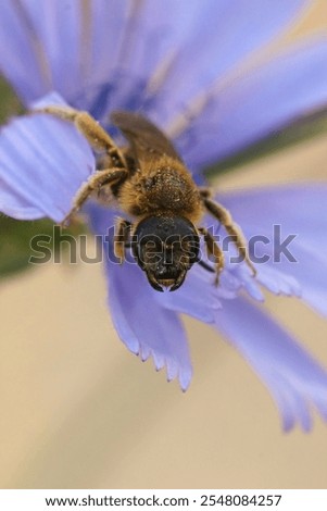 Similar – Image, Stock Photo One cichorium flower with lush vegetation and grass. This blue colored wildflower is used for alternative coffee drink. Unfocused grasshopper and green leaves of various plants at background. Summer season.