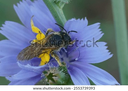 Similar – Image, Stock Photo One cichorium flower with lush vegetation and grass. This blue colored wildflower is used for alternative coffee drink. Unfocused grasshopper and green leaves of various plants at background. Summer season.