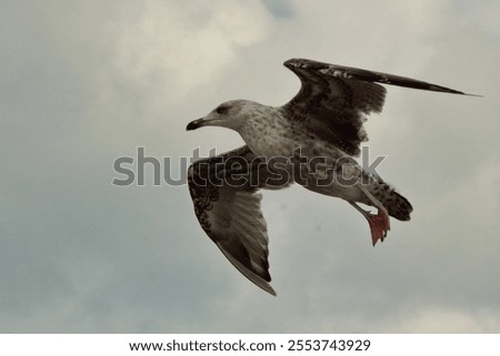 Similar – Foto Bild Fliegende Silbermöwe Möwe