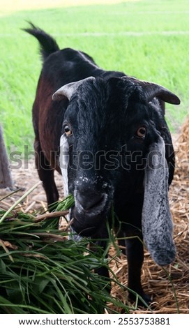 Similar – Image, Stock Photo Grasses macro shot black white