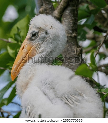 Image, Stock Photo Wood stork Mycteria americana flies