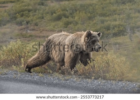 Similar – Foto Bild Grizzlybär auf dem Weg durch den Wald