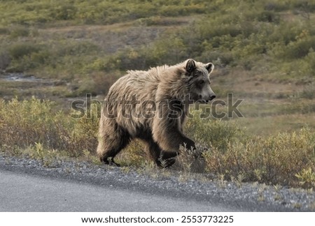 Similar – Foto Bild Grizzlybär auf dem Weg durch den Wald