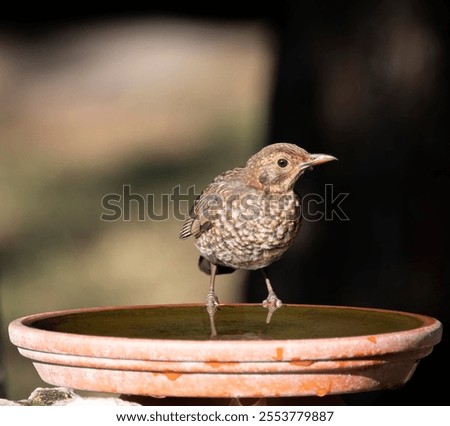 Similar – Image, Stock Photo Little thrush drinking water from cup