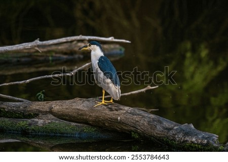 Similar – Image, Stock Photo Black crowned heron on wet ground