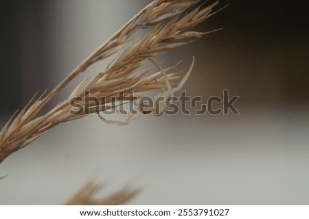 Similar – Image, Stock Photo Single reed grass on a cold sunny winter day at the lake