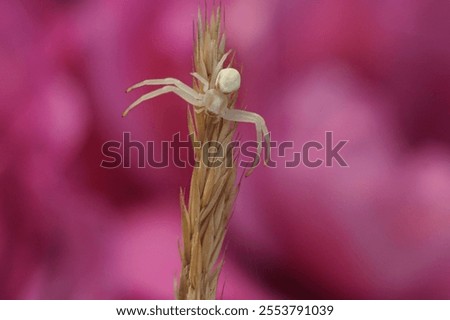 Similar – Image, Stock Photo Single reed grass on a cold sunny winter day at the lake