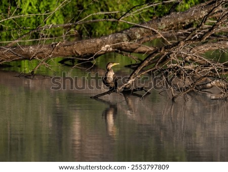 Similar – Image, Stock Photo Black crowned heron on wet ground