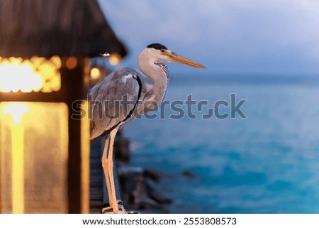 Image, Stock Photo Heron against the light