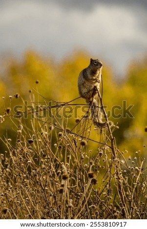 Similar – Image, Stock Photo Curious looking squirrel