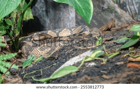 Foto Bild Südamerikanische Bushmaster-Schlange in der Natur