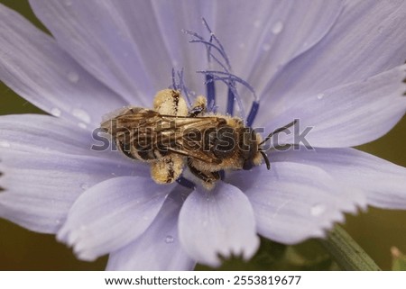 Similar – Image, Stock Photo One cichorium flower with lush vegetation and grass. This blue colored wildflower is used for alternative coffee drink. Unfocused grasshopper and green leaves of various plants at background. Summer season.