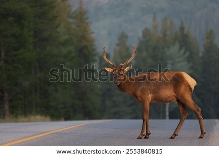 Similar – Image, Stock Photo Road near forest in afternoon