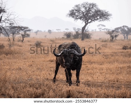 Similar – Foto Bild Buffalo Umwelt Natur