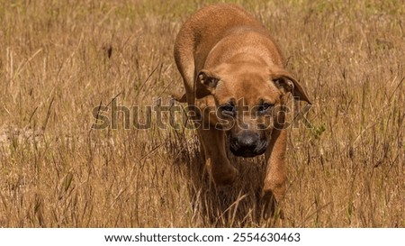 Similar – Foto Bild Rhodesian Ridgeback Hund