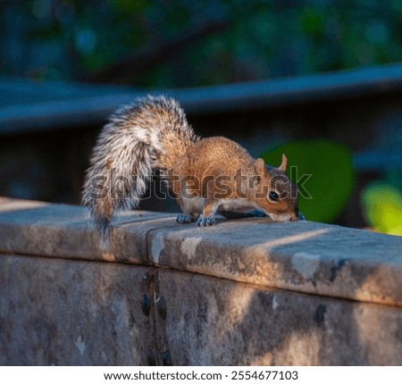 Similar – Foto Bild Schnüffelndes Eichhörnchen im Baum