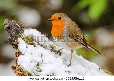 Similar – Image, Stock Photo A robin is on the lookout for a suitable house on a wooden roof. Well, or for another robin.