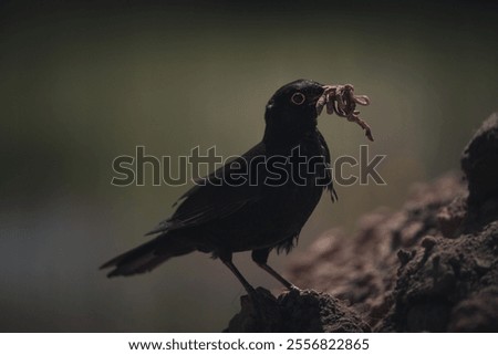 Similar – Foto Bild Aufgeplusterte Amsel im Sonnenschein