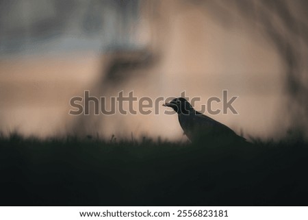 Similar – Foto Bild Aufgeplusterte Amsel im Sonnenschein